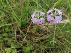 Primula farinosa