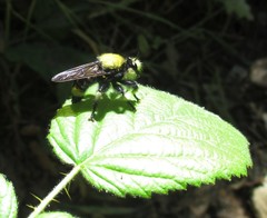 Laphria sackeni