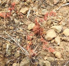 Chorizanthe polygonoides