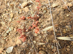 Chorizanthe polygonoides