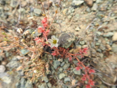 Chorizanthe polygonoides