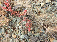 Chorizanthe polygonoides