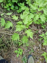 Torminalis glaberrima