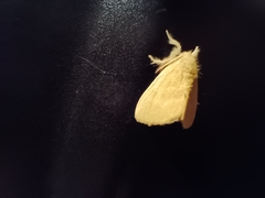 Euproctis lutea