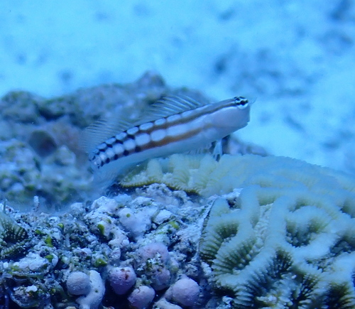 Niue blenny (Ecsenius niue) — Blenniidae — 3