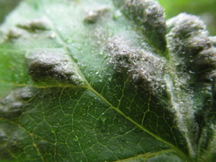 Colomerus vitis