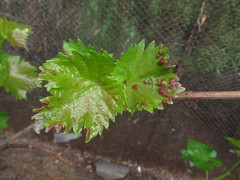 Colomerus vitis