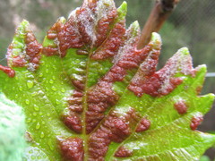 Colomerus vitis