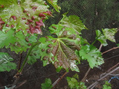 Colomerus vitis