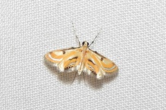 Tetrernia teminitis