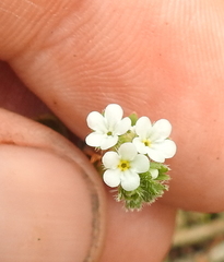 Plagiobothrys reticulatus