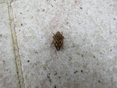 Odontotarsus intermedius