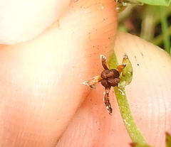 Plagiobothrys reticulatus
