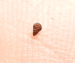 Plagiobothrys reticulatus