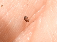 Plagiobothrys reticulatus