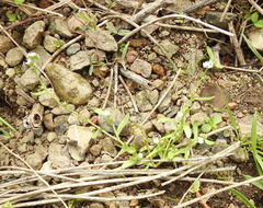 Plagiobothrys reticulatus