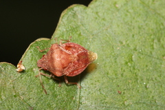 Uhlunga typica