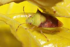 Ibocoris orientalis