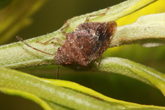 Uhlunga typica