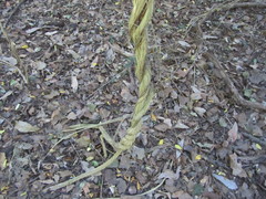 Secamone gerrardii