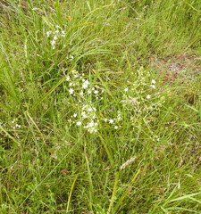 Toxicoscordion fontanum