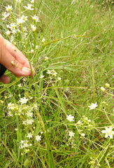 Toxicoscordion fontanum