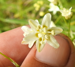 Toxicoscordion fontanum