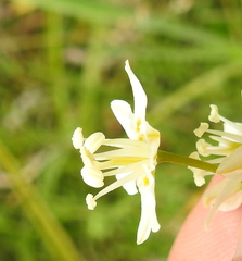 Toxicoscordion fontanum