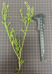 Lepidium virginicum