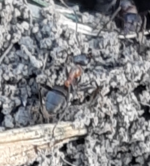 Formica pratensis