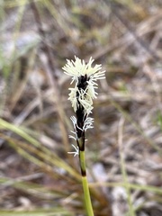 Carex concinnoides