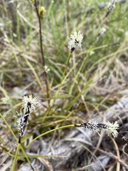 Carex concinnoides