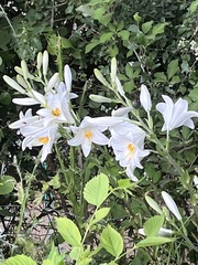 Lilium candidum