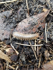 Dicellarius bimaculatus fictus