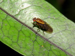 Allophylopsis