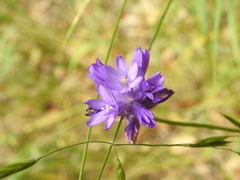 Dichelostemma congestum