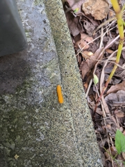 Lepidoptera