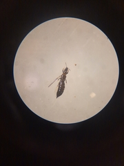 Phlaeothrips