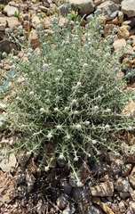 Achillea falcata