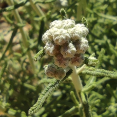 Achillea falcata