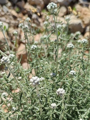 Achillea falcata