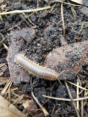 Dicellarius bimaculatus fictus