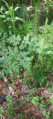 Conioselinum tataricum