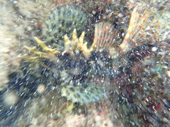 Dendrochirus barberi