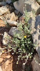 Anthemis pauciloba