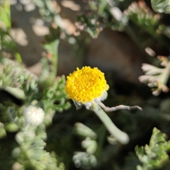 Anthemis pauciloba