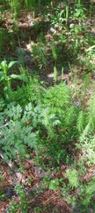Conioselinum tataricum