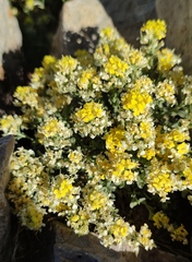 Alyssum baumgartnerianum