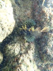 Dendrochirus barberi