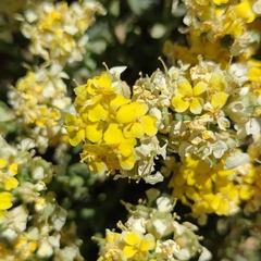 Alyssum baumgartnerianum